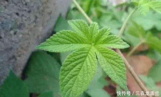 我的家乡|农村一种植物浑身是宝,却被农民归为害草,俗称“拉拉秧”