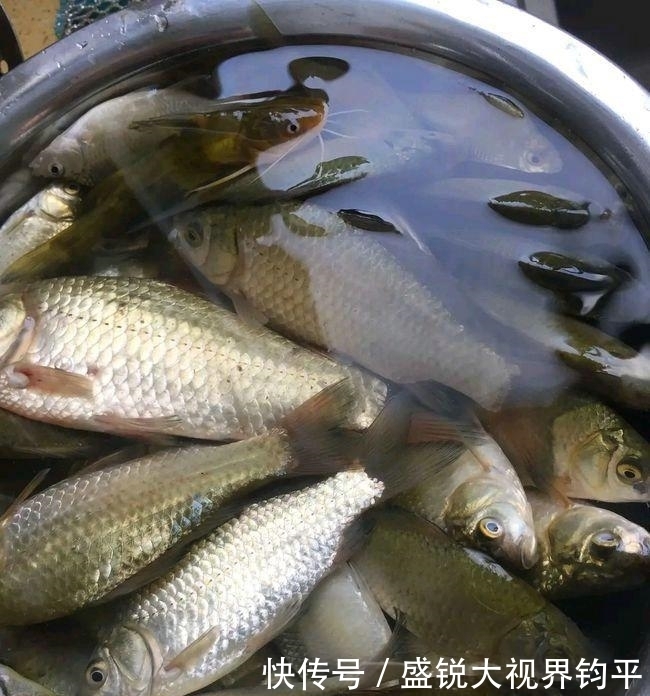 四川钓鱼人钓起“水库鲫鱼王”,重5斤,网友:并不好吃