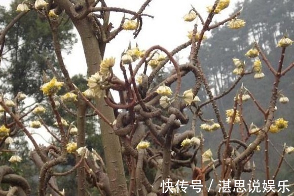 这个植物,俗称“打结花”,树枝碰一起就会打结,价值丰富!