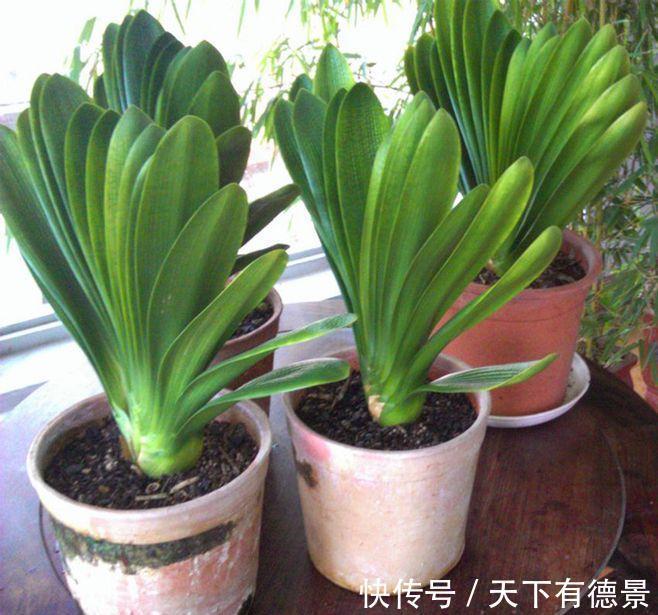 想要“养好”君子兰，建议改掉“3个坏习惯”，做对2件事