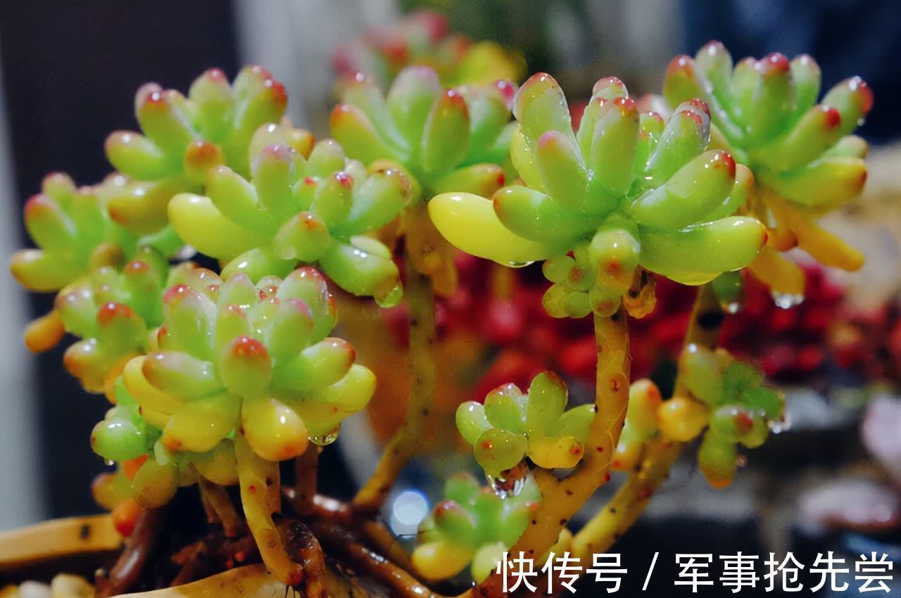 秋冬|他养多肉10多年,总结出9个易出“高价老桩”的品种,适合新手