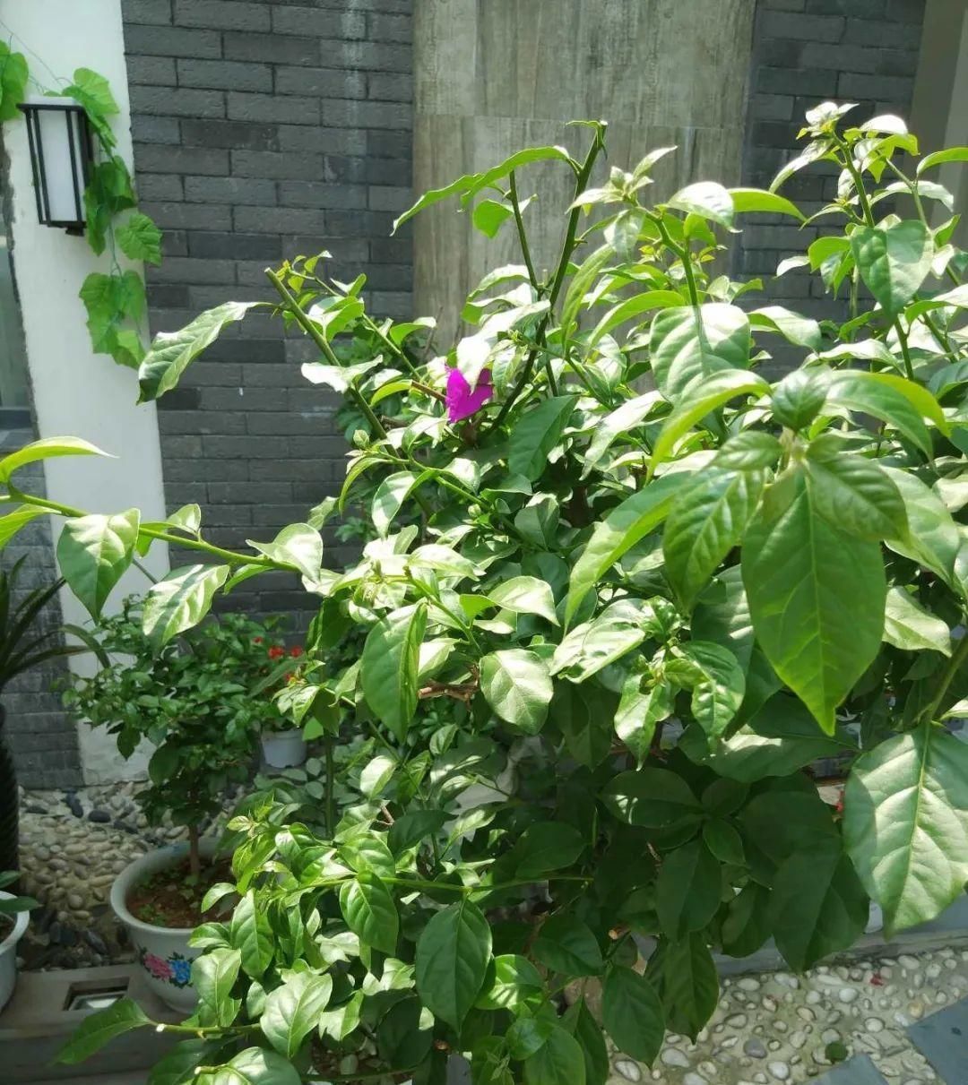 长寿|一棵长寿的花,124个花箭,开花,锅盖打开的方法