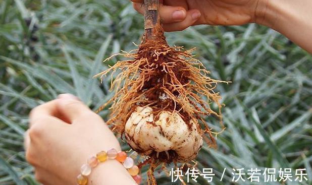 养这8种植物根本不用买,随便摘下一片叶子,插在土里就能活