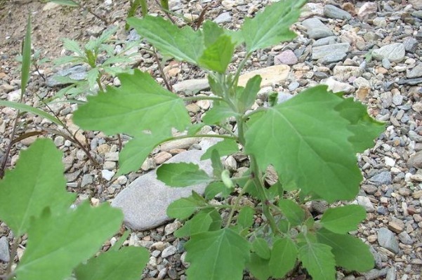 野菜|补钙别再花冤枉钱，农村常见的4种野菜，含钙高，常吃好处多