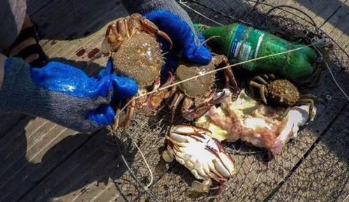 总结钓螃蟹的4种方法不用鱼钩,全靠陷阱诱捕