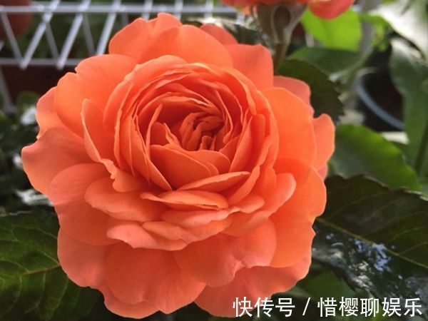 “优良月季”土星王阳台,丰腴婀娜,美丽怡人,开花很容易爆盆