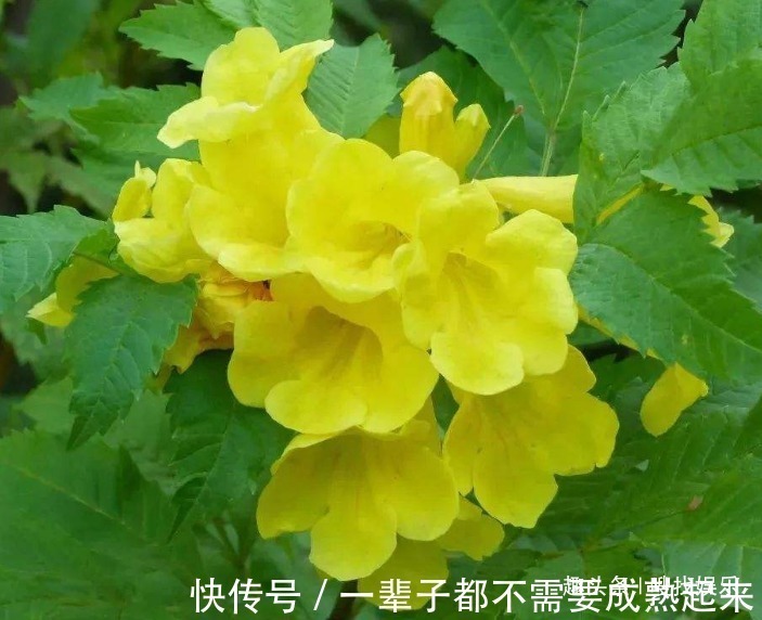 金钟花|此花花姿优美，金黄灿烂的花朵格外夺目动人，代表埋葬在心底的爱