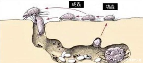 除螨|你可能已被“寄生虫”包围，有的在你脸上打洞，还有的住在毛囊里