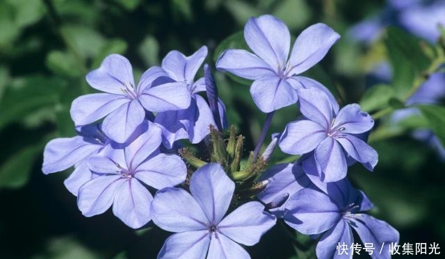 5月这6种花随便养，大肥大水大太阳，开成“大花球”！