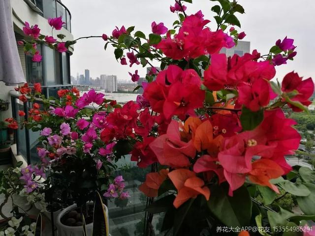 扦插|三角梅的养护大全摘光叶子，少浇水，使劲晒，开花爆满盆