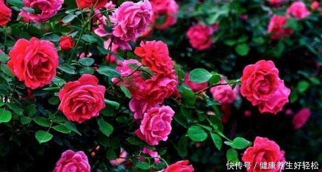 月季花扦插只需要做到这几点就好了,生根发芽超级快!