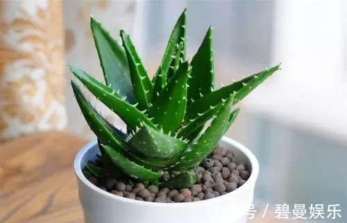 绿色植物|家里万万要养这几种植物,难怪家人身体越住越健康,后悔才察觉