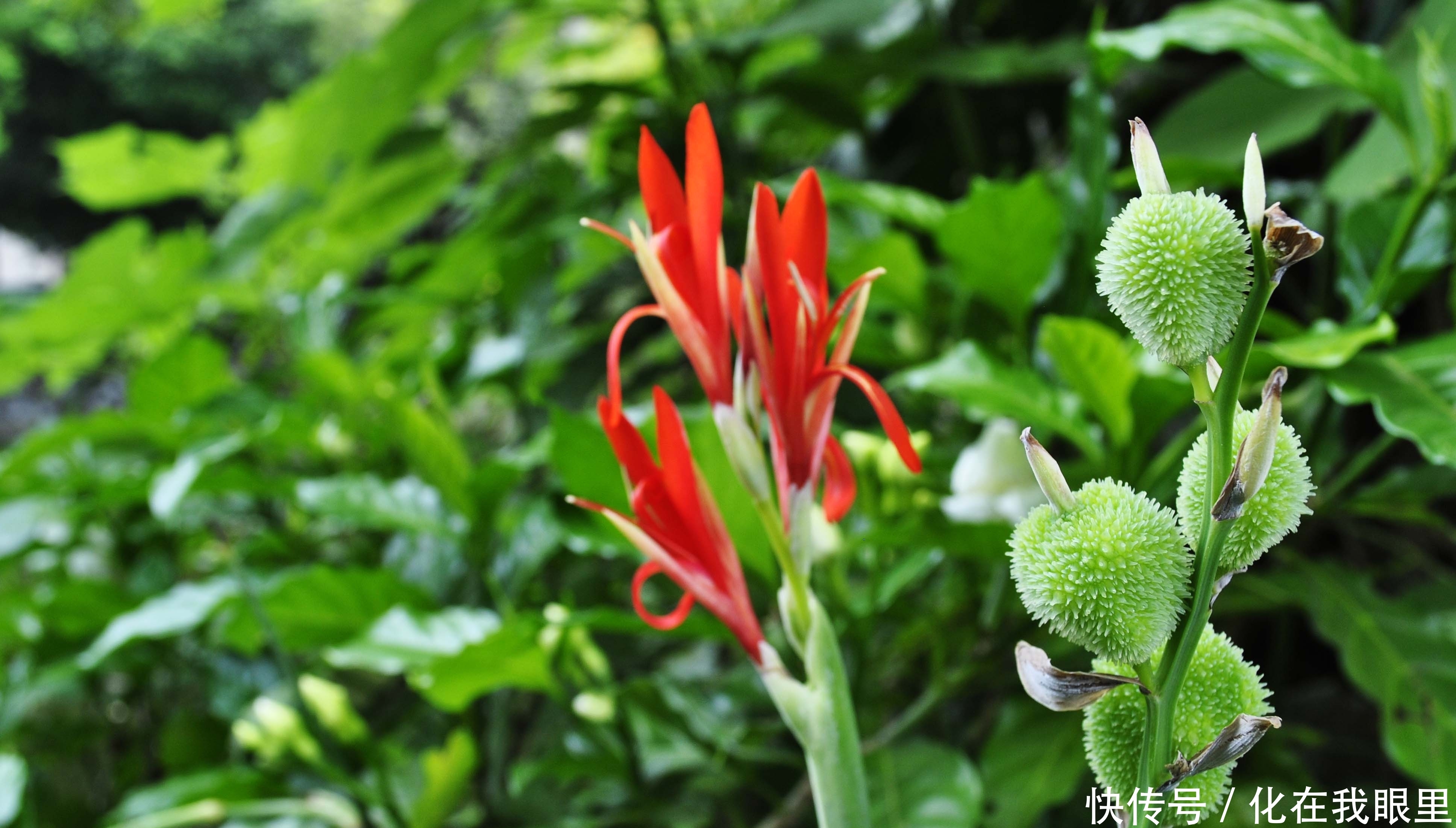 在红豆的故乡，看花开成海洋