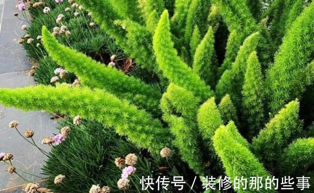 天门|养一株网红草狐尾天门冬,让阳台和庭院变得有趣起来