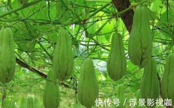 佛手瓜利尿排钠|佛手瓜利尿排钠、提高智力，如何收获高产的佛手瓜，只需掌握一点