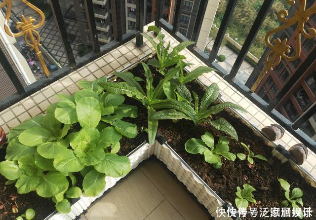 阳台种菜，种3种速生菜，30天就采摘，叶子肥嫩，硕果累累