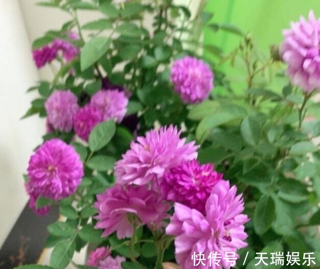 花量|李小姐养1盆“开花机器”,一年开花300多天,好养又漂亮,还特香