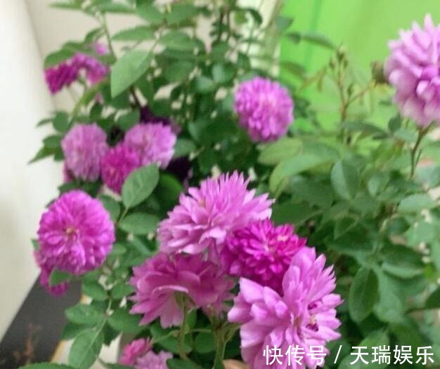 花量|李小姐养1盆“开花机器”，一年开花300多天，好养又漂亮，还特香