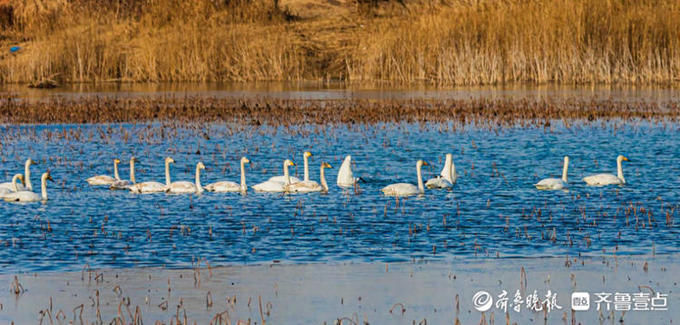 中年|成群的天鹅水中嬉戏，济南这片湖泊美醉了