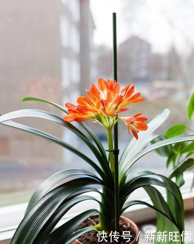 适合养在客厅的“3种花”，高档又气派，看一眼就“喜欢”