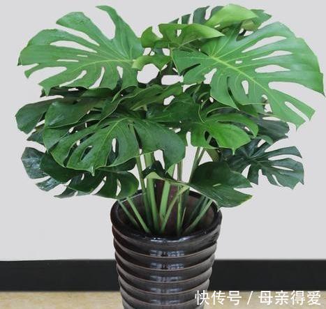 家里养4种观叶树，大气，档次，空气一级棒
