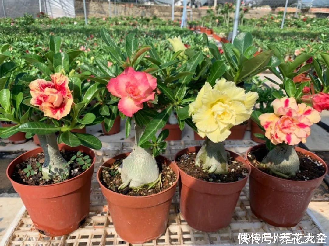 晒不死、热不死的花，越晒花越多，越热长越快