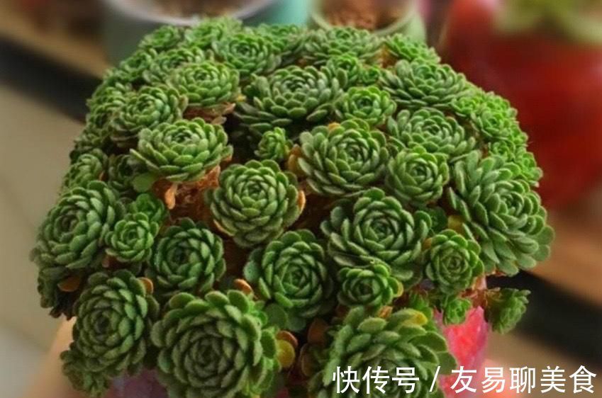 野玫瑰|喜欢玫瑰花型的多肉植物,就养一盆小野玫瑰,做好3点变成手捧花
