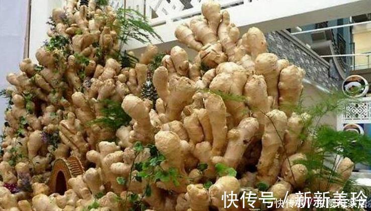 土壤|阳台盆栽生姜，简单4步走，叶绿当花赏，不用再去买，自给自足