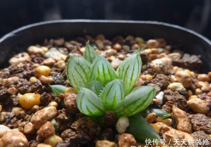 植物|初学者养多肉最容易犯的8个错误,最后一点八成人都会犯