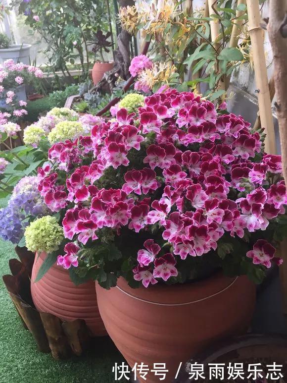 天竺葵|5种花不用管，盆栽地栽都好养，自己就能长成大花球，花开还惊艳