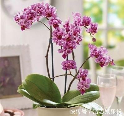 养护|烂根的蝴蝶兰别扔，学会这么做，猛窜花枝，年年都开花