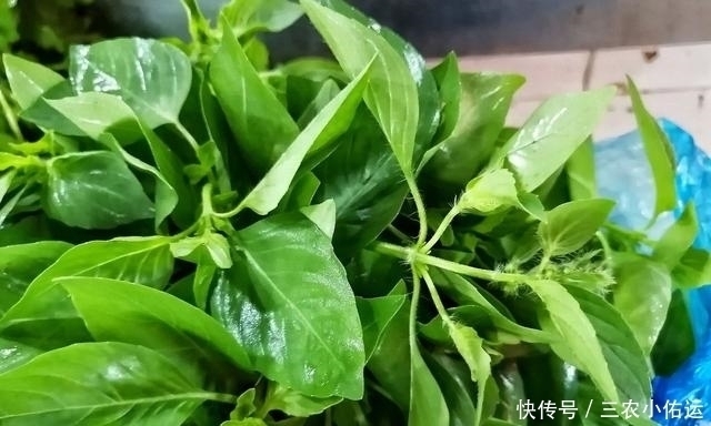 荆芥|荆芥味道独特，种植技术一点也不难，4步完成荆芥种植