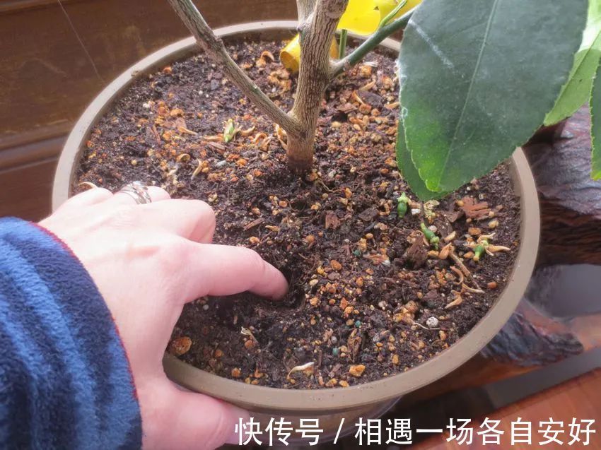 菜园土|养花学会一招浇水方法，摆脱养花新手的称号，家里的花都变好养了