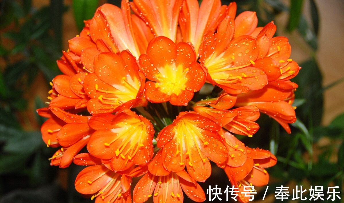 君子兰长得好不好，不在于开不开花，而在于这三个地方