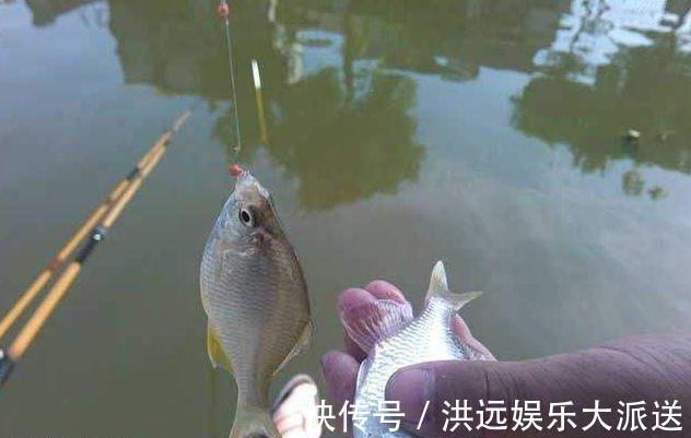 钓鱼|夏季钓鱼钓位很关键，不想当空军就别频繁换钓位！