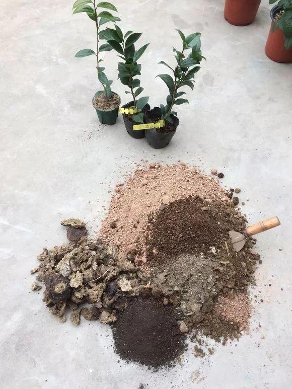 养花栽种前，混合土加点“粉末”，不生虫、长得旺，养啥都能用