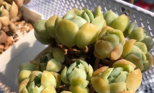 什么时候|养多肉,不懂该什么时候浇水?凭借这些特征动手就能远离问题