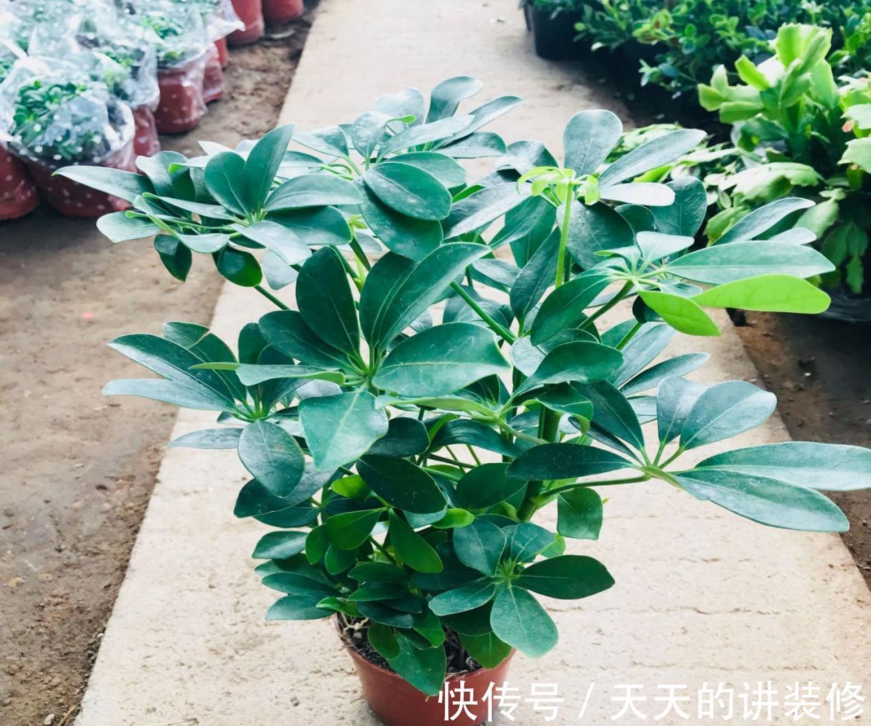 草叶|一款容易被人无视的养花神器，草叶，有4种用法能取代肥料使