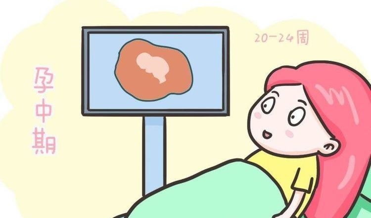 双顶径|双顶径看男女:头小腿长是女孩,头大腿短是男孩?