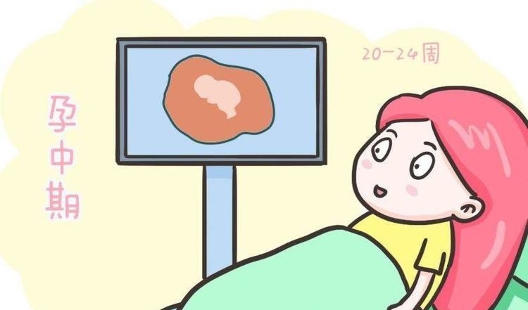 双顶径|双顶径看男女：头小腿长是女孩，头大腿短是男孩？