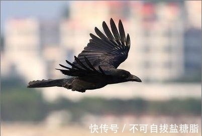 俗语：“两鸟进门，不富也喜”，你知道是哪2种鸟吗？为何没喜鹊