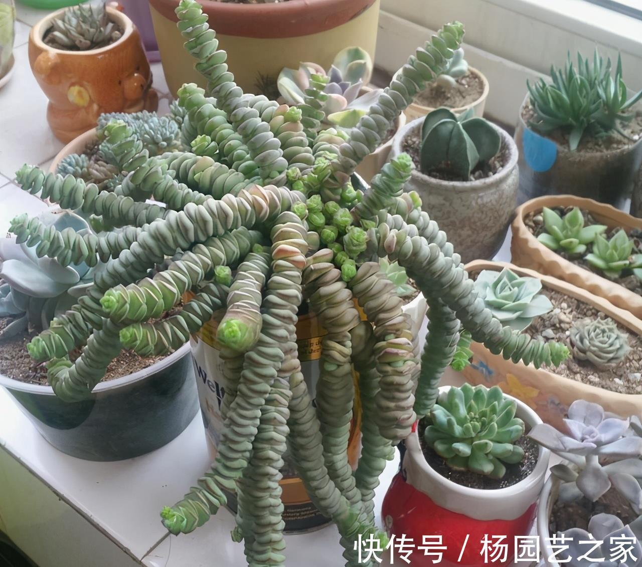 多肉|4种新手都能养好的多肉，需要经常修剪，剪一剪造型好易爆盆