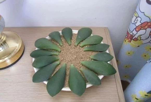 夏天这8种花不用买，叶子丢进花盆里，嗖嗖长白根