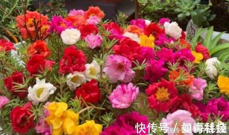 天竺葵|5种花自带财运,一年四季开花不断,花姿优雅,花开直接爆满盆