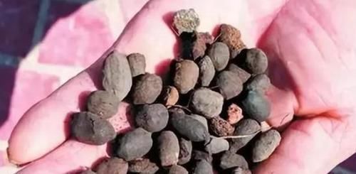 养花不用花钱买肥2种东西抓把撒盆里,植株长势旺,省钱又实用