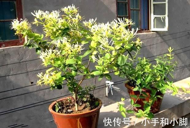 9种“健康花”,能吃能泡茶,客厅养一盆,清洁空气,吉利大气