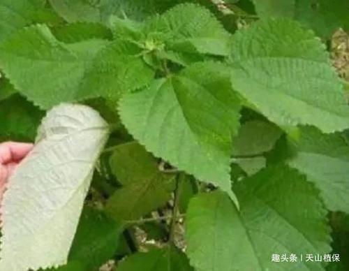 农村里|农村一种野草,人称“蜇人草”,过去见到就拔,如今是一味良药