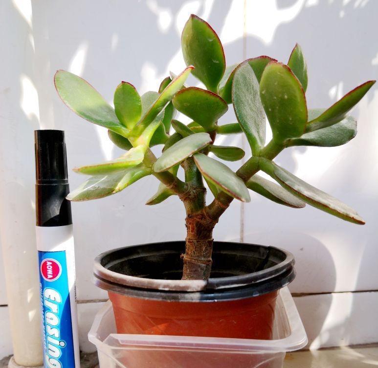 秋季养玉树，做好三步，枝叶油绿壮实，更容易养成老桩和开花