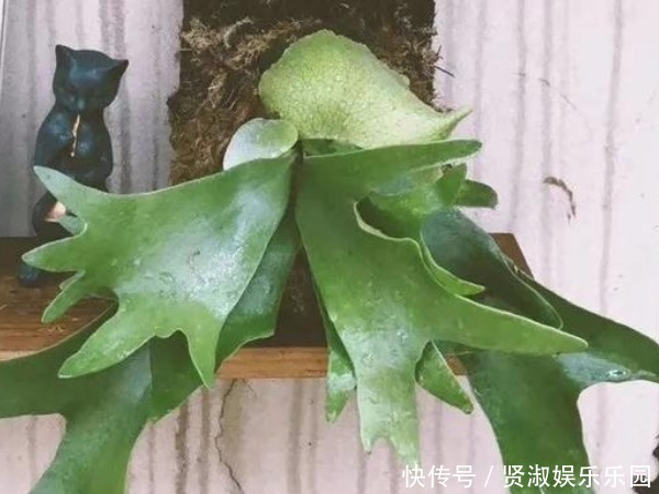 朱顶红|这4种花“旺财旺运”，年后赶紧养一盆，下半年“好运”全靠它！