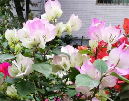 养三角梅,冬季“巧处理”,来年长势猛,开花旺